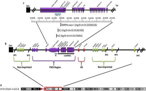 prader willi dna region replication time|prader willi dna sequence.